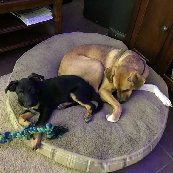 Meet your Posher, Bruin - Picture 3 of 5